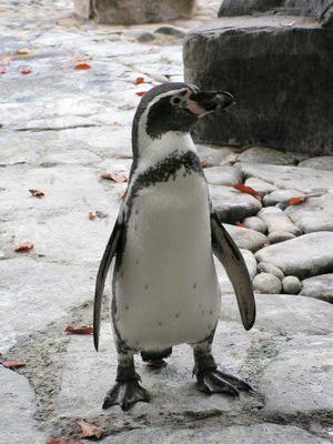 Tux:)