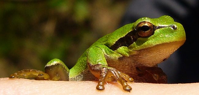 Žabička, chameleon nebo varan? ;)